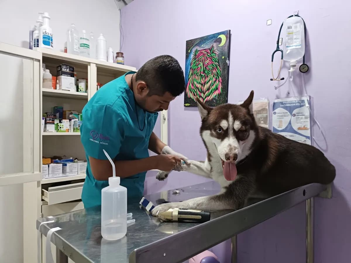 Servicios Médicos Veterinarios 24 Horas Oyanguren - Sede San Luis