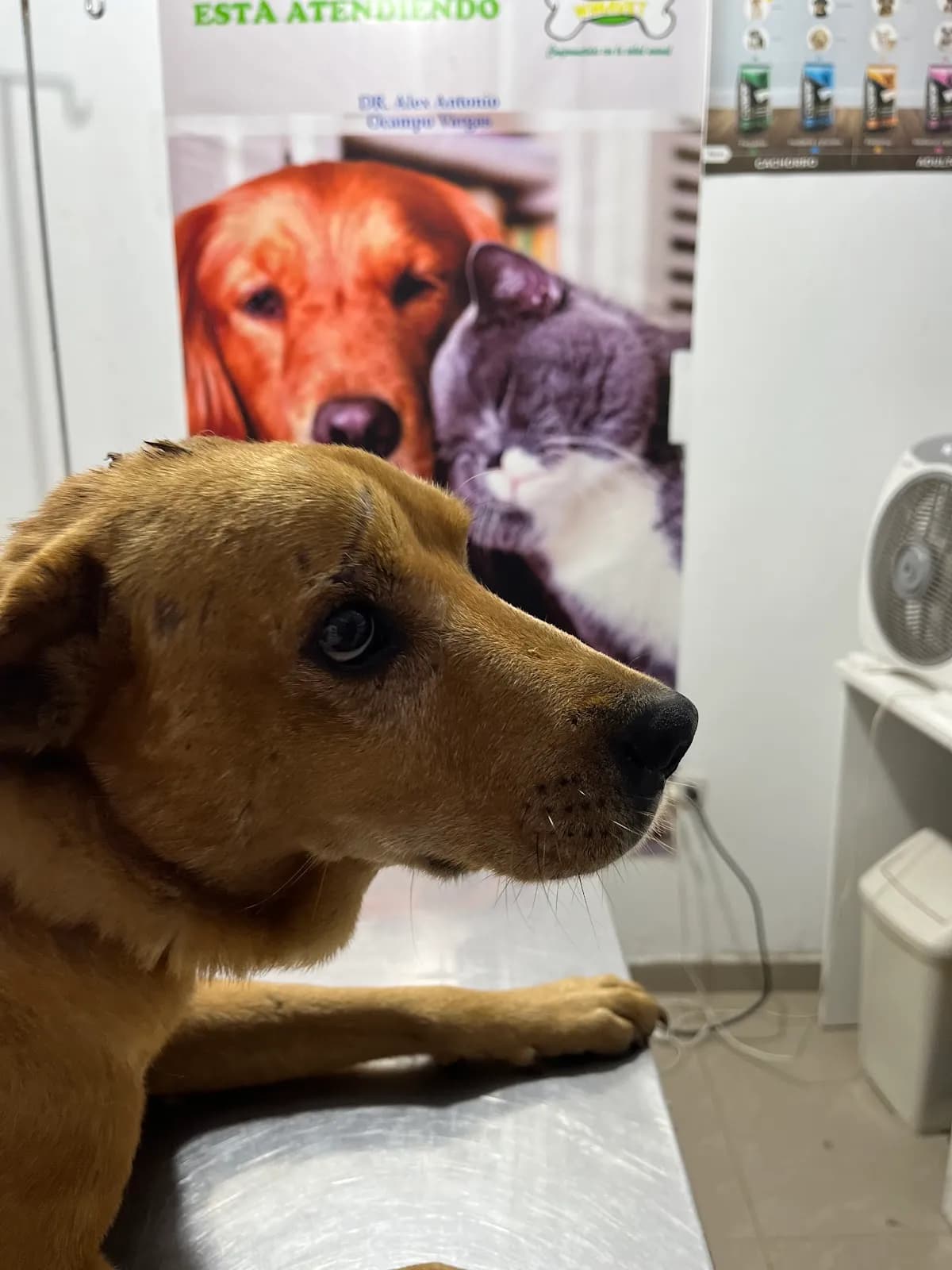 Veterinaria Y Spa Canino WIMAVET