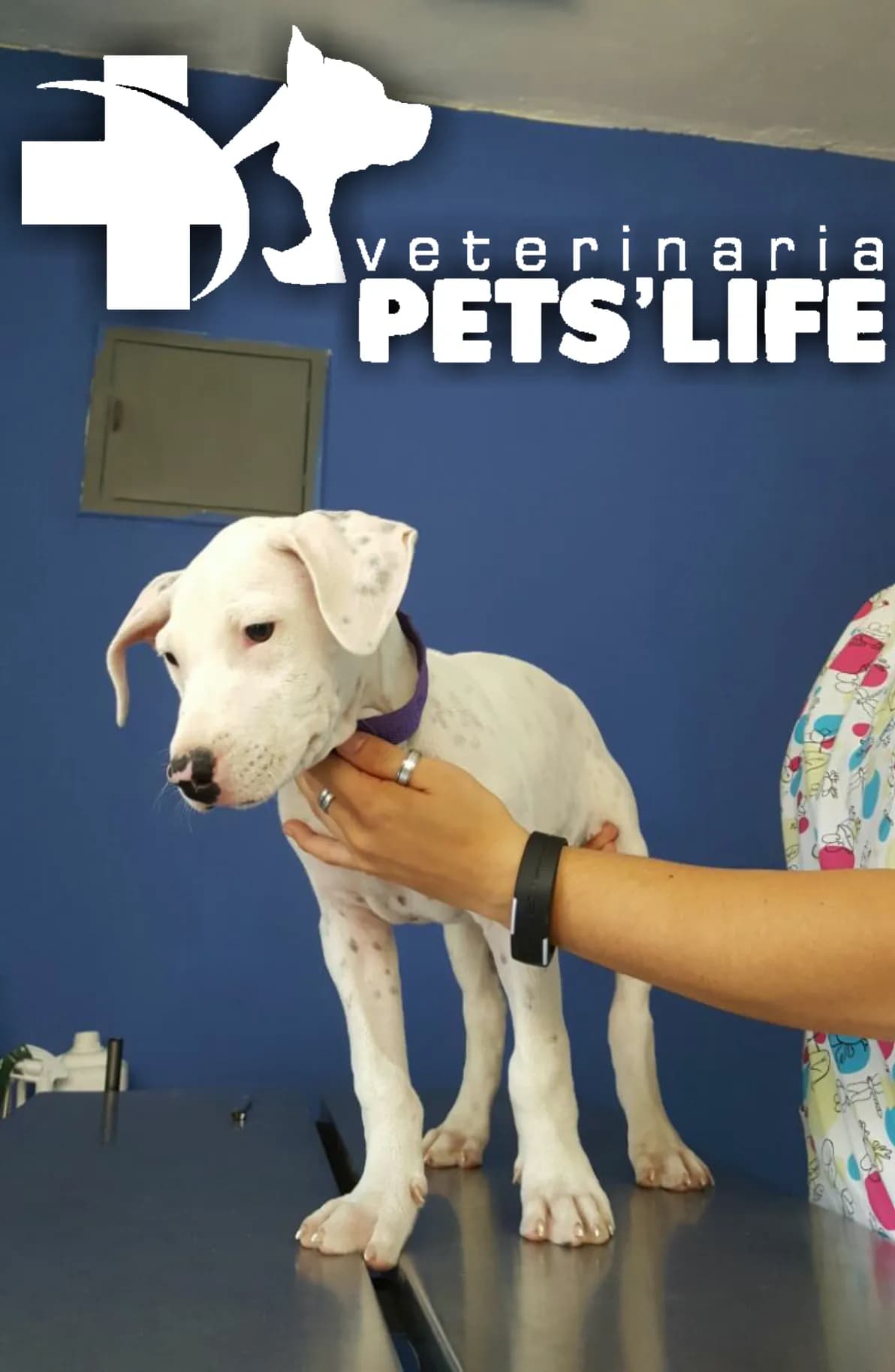 Veterinaria Pets' Life Piura