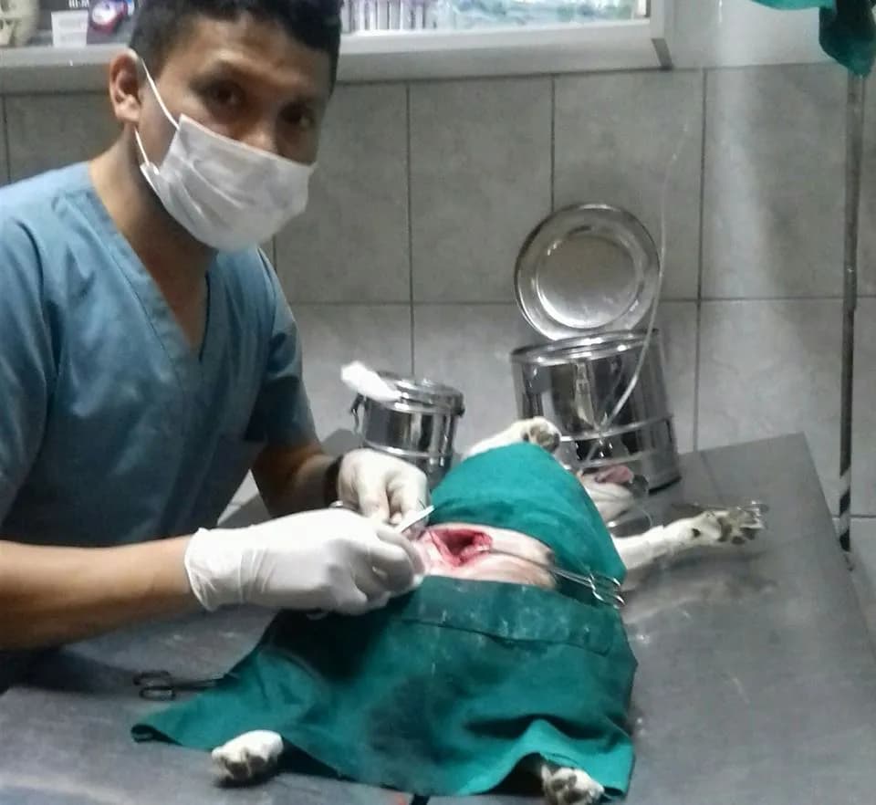 VETERINARIA MI MASCOTA - PACHACUTEC - VENTANILLA