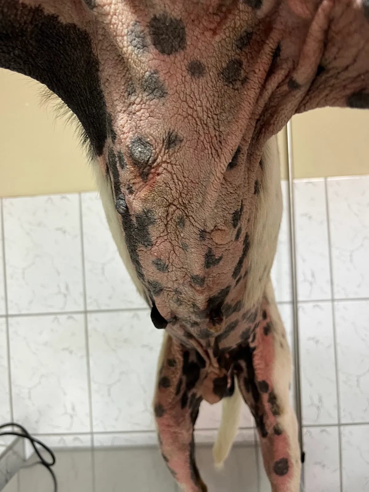 Dermatopets Dermatologia Veterinaria