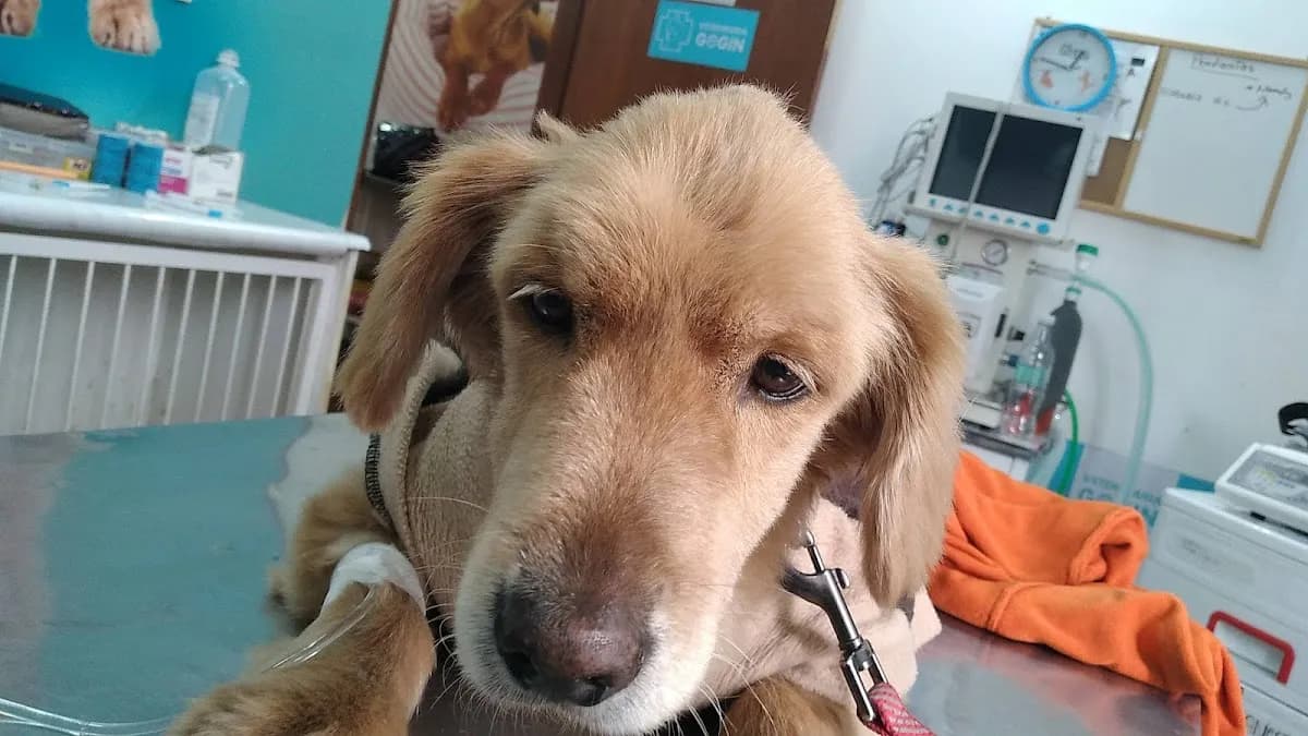 Veterinaria Gogin
