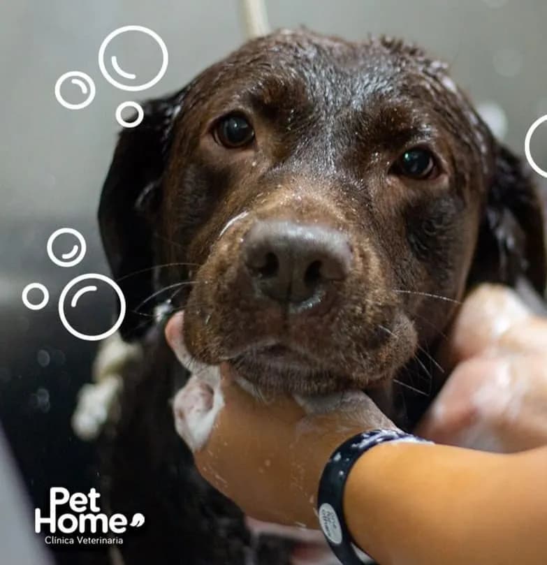 Clínica Veterinaria Pet Home Surco