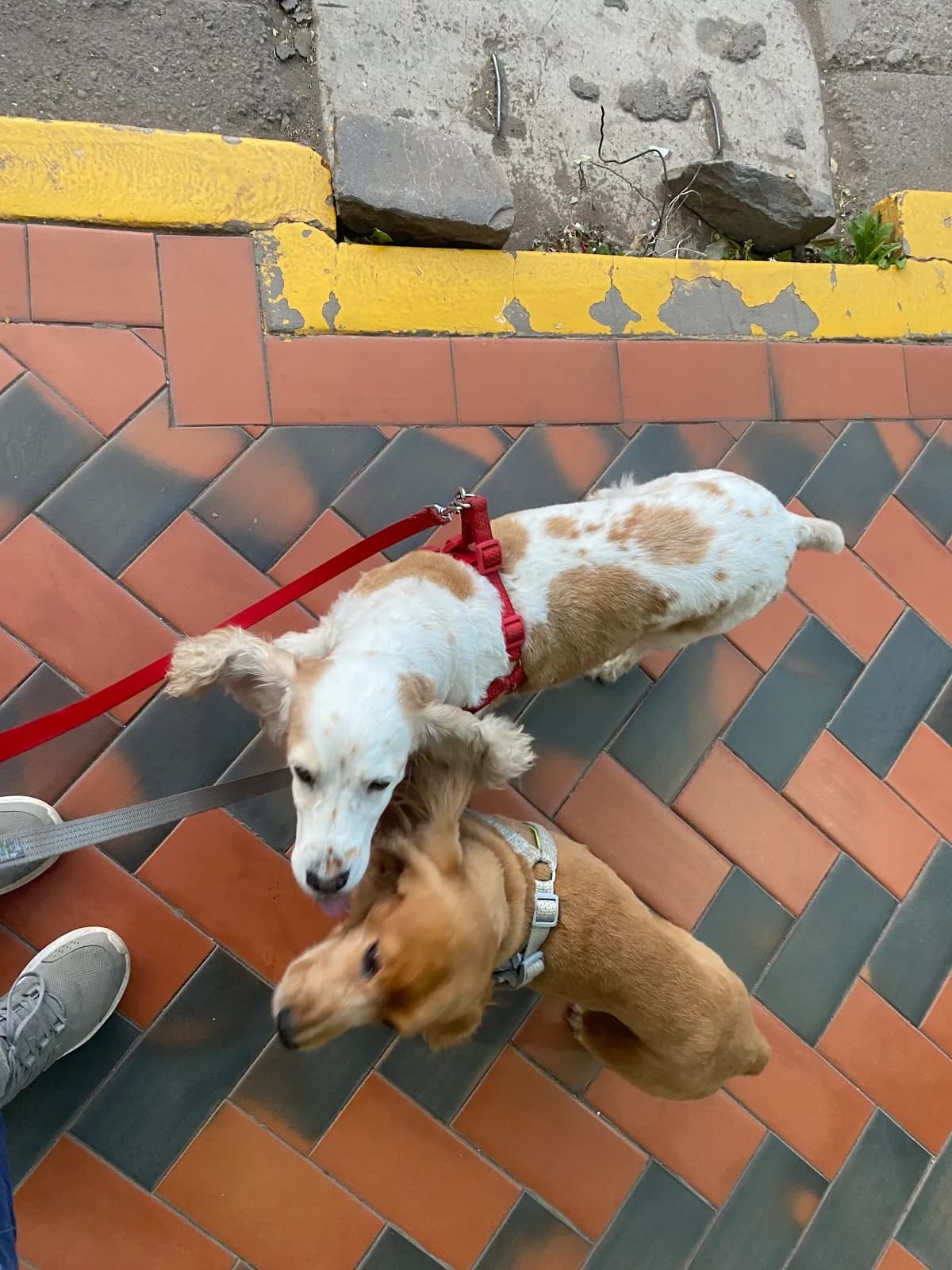 Clinica Veterinaria El Gran Cachorro