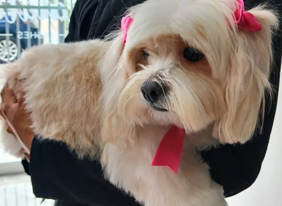 Veterinaria San Patricio