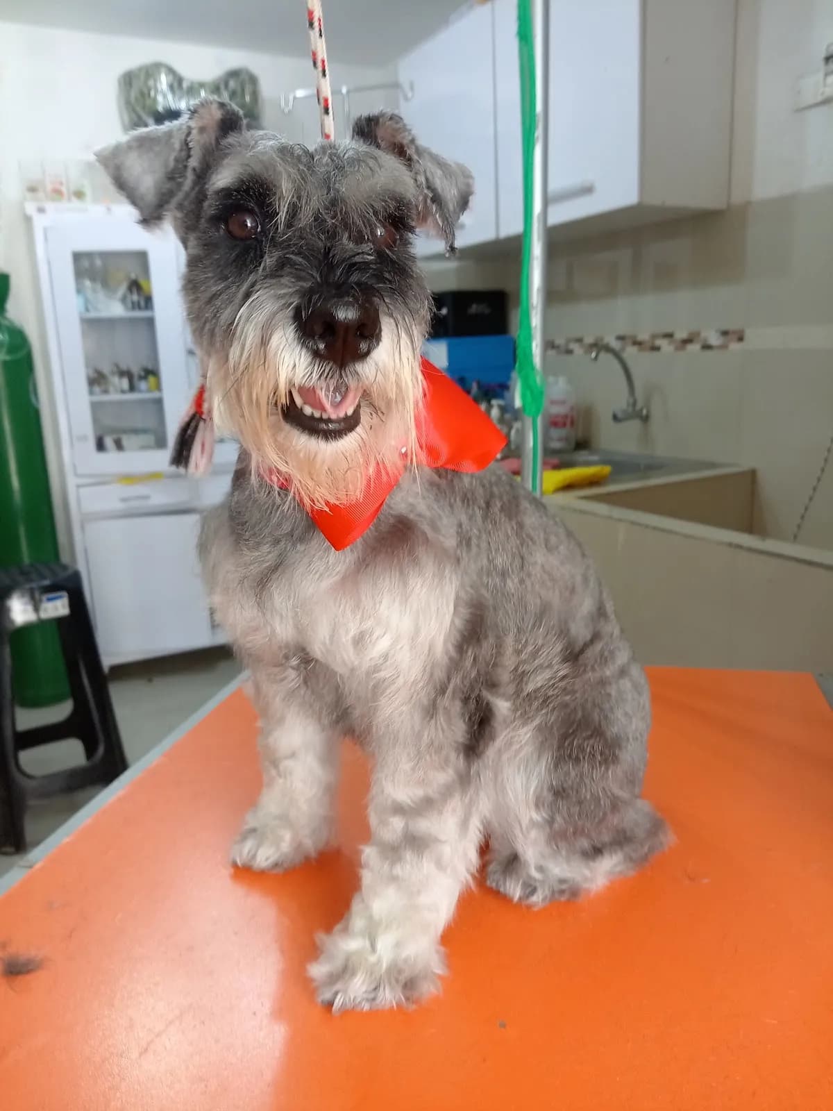 VETERINARIA GOLDEN ANIMAL