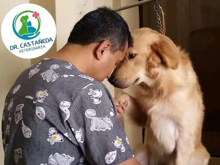 Veterinaria Dr. Castañeda.