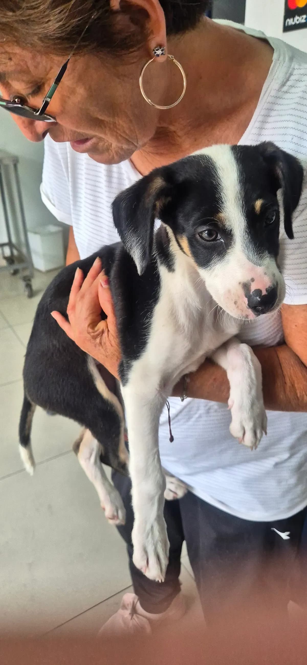 Centro médico veterinario especializado IMAGENES Imagenes