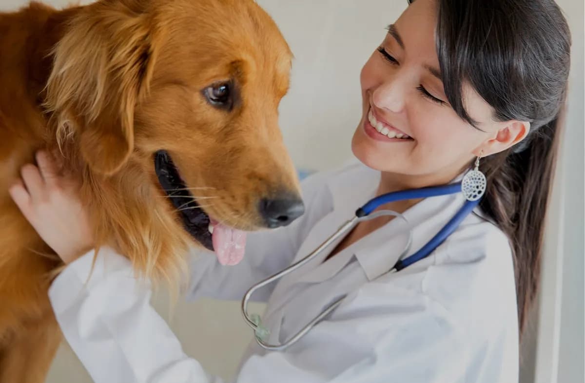 Clínica Veterinaria La Perromanía