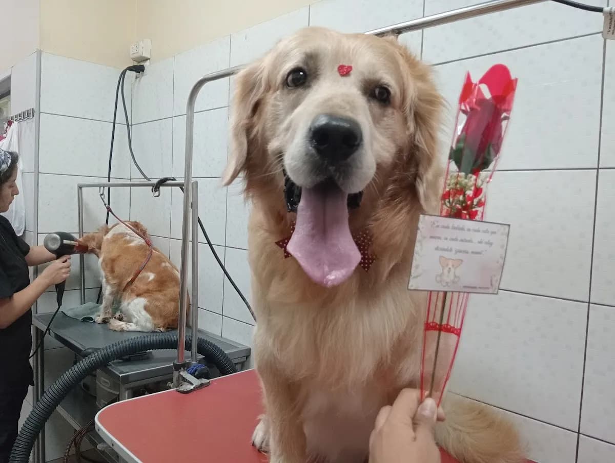 Veterinaria en San Miguel - Pets Sites