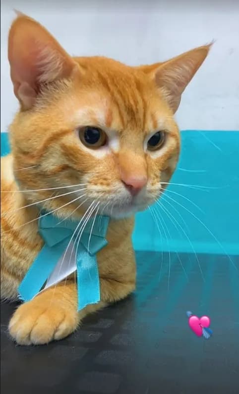 RaymiVet Clinica Veterinaria